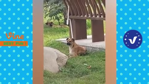 New Funny And Fail video