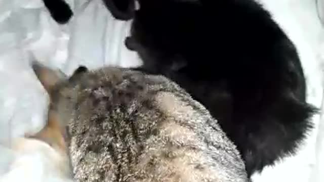 THREE CATS BATHING EACH OTHER TOGETHER VERY CUTE!!