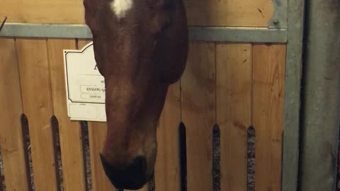 Delightful Doggy Comforts Sick Horse