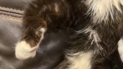 big ear