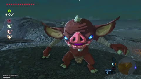 PIG SPEAKING TO ME