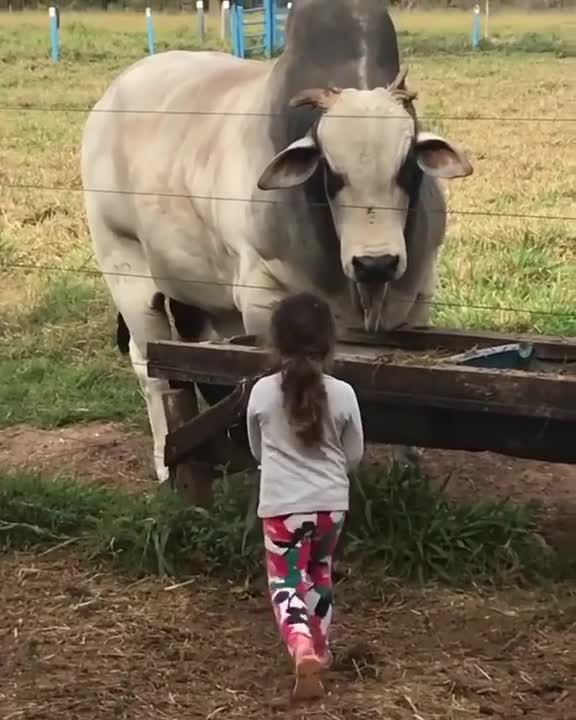 FUNNY COW DANCE 4 │ Cow Song & Cow Videos 2022