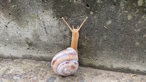 a cute snail