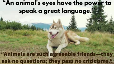 An Animal's eyes have the Great Power to.......