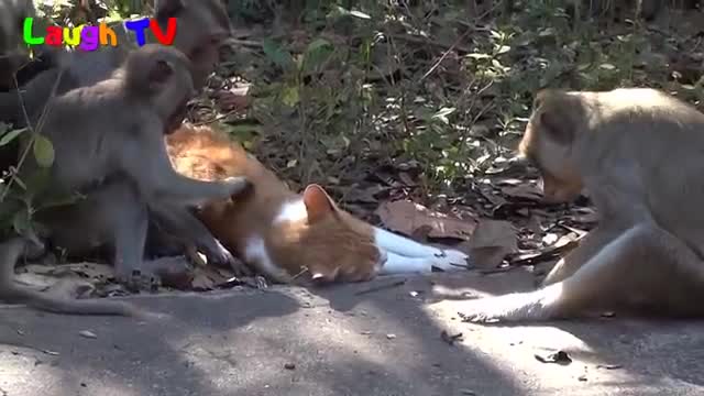 Funniest Monkey Annoying Cat Videos Compilation ||NEW HD