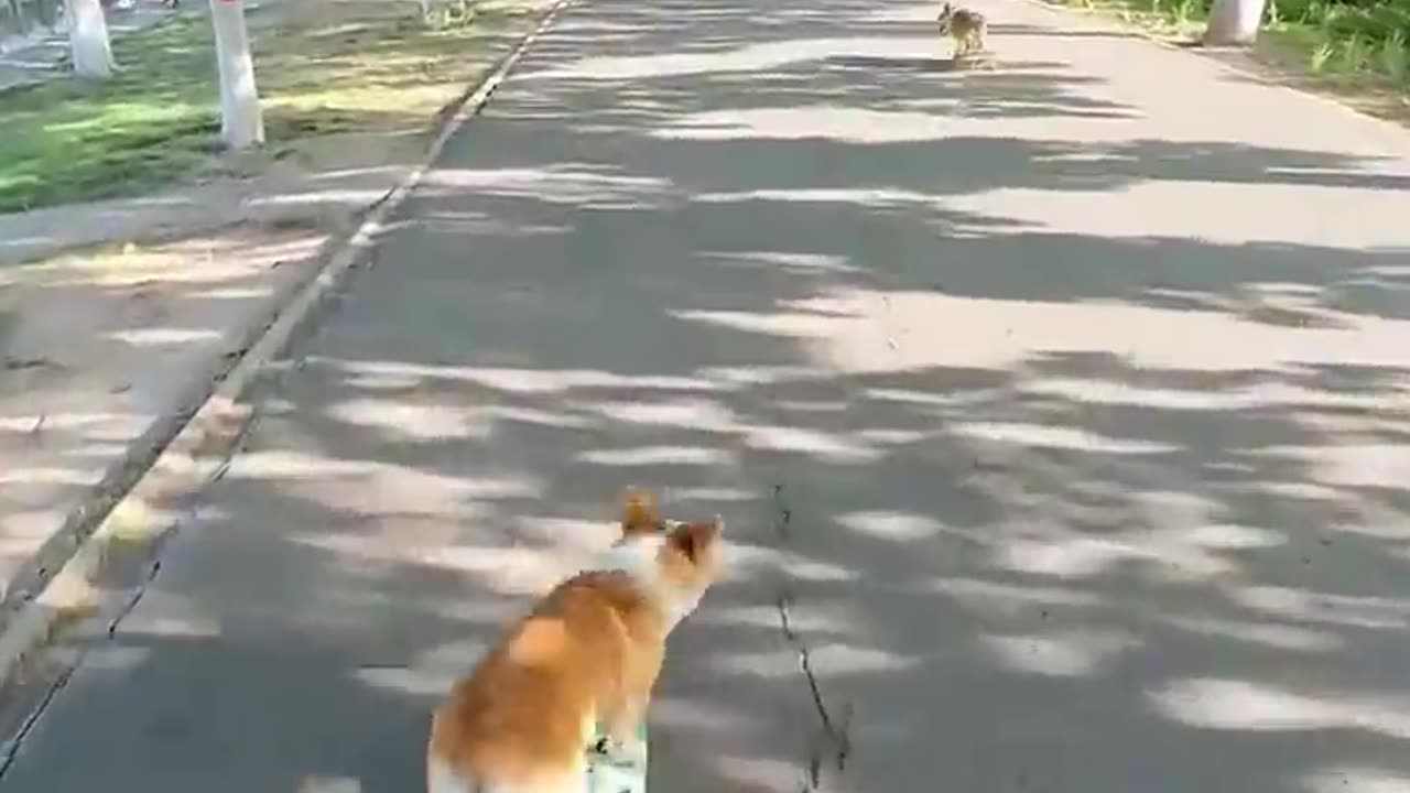 Dog and skateboard