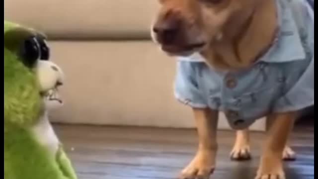 Animal of entertainment /dekhiye our hasiye dog and cat video creator 🐕🐕🐕🐕😜😜😀😀😀😂