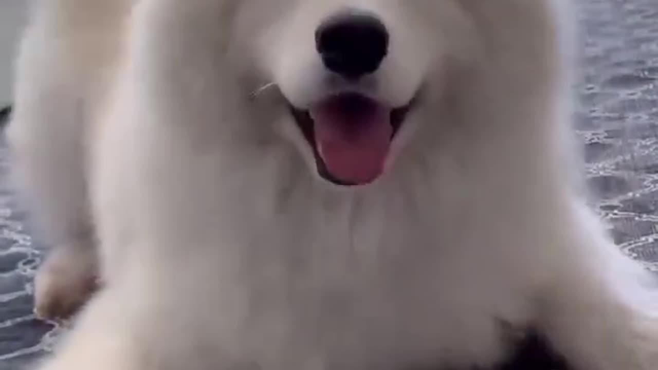 Funny dogs video