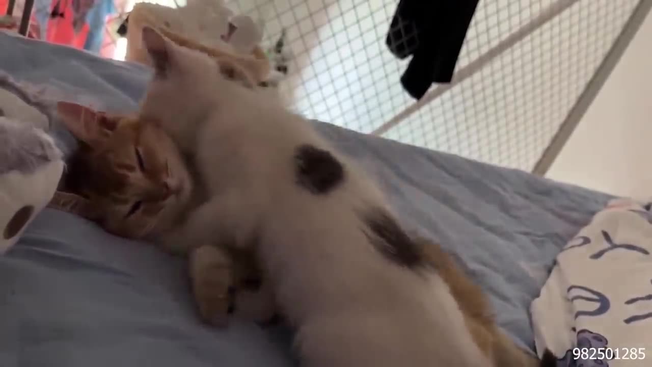 The Funniest Cat Videos on the Internet