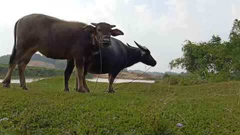 Mother and baby buffalos - peaceful nature