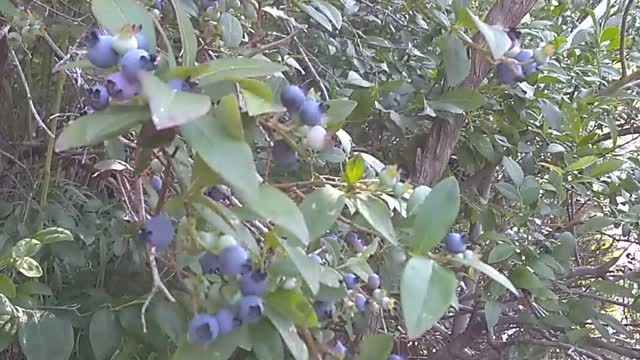 Blueberries