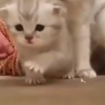 cute cat plying 🥰🥰