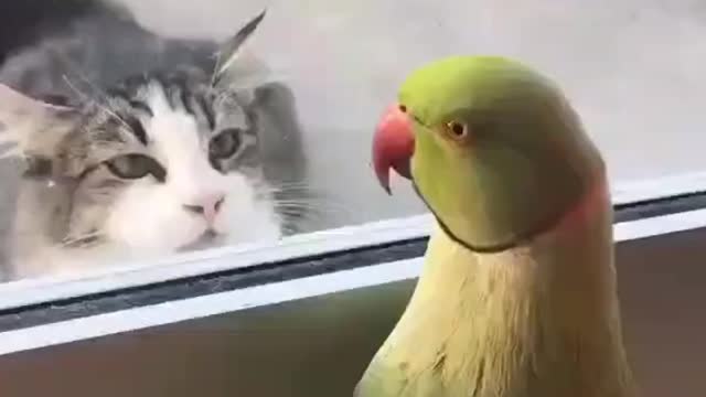 One Parrot Playing Peekaboo With A Cat