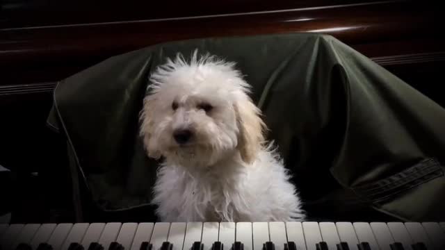 Toy poodle cut animals