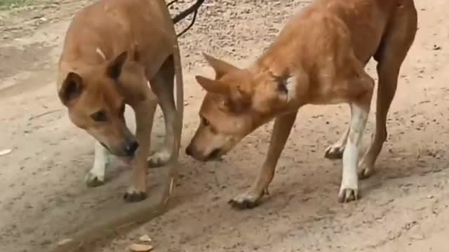 Mirror Prank On Dogs 😂😂