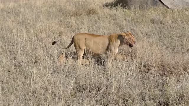 Lion Cubs Play Together