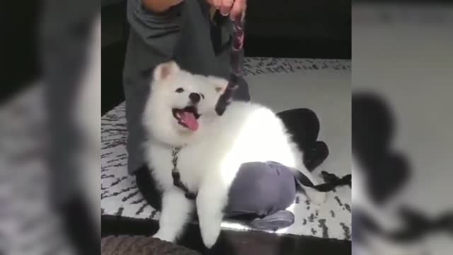 Unable to resist the temptation of toys, Samoyed's tongue is so pink and tender