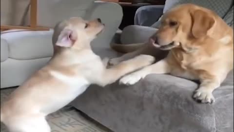 Dogs funny movement