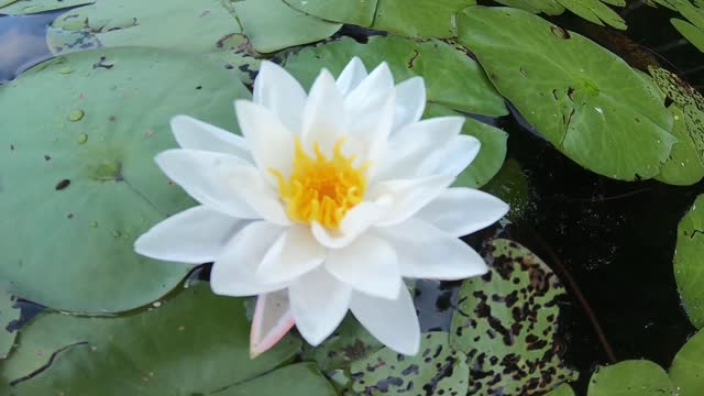 Water Lily