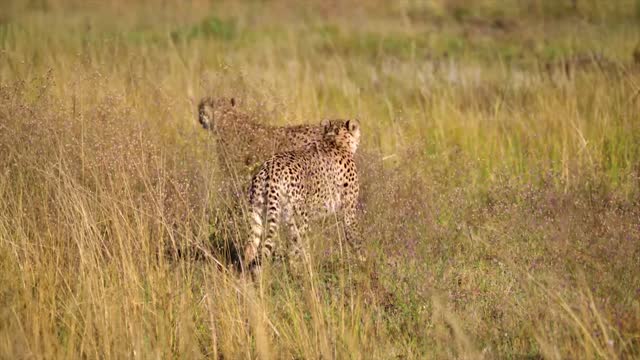 Cheetah Feline Couple Mammal Animal Nature