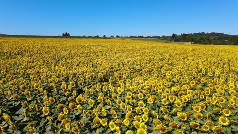 What a wonderful sunflower garden