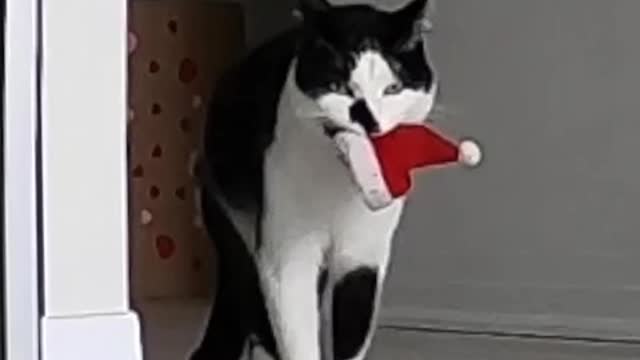 Cat looking for someone put the hat on him