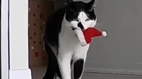 Cat looking for someone put the hat on him