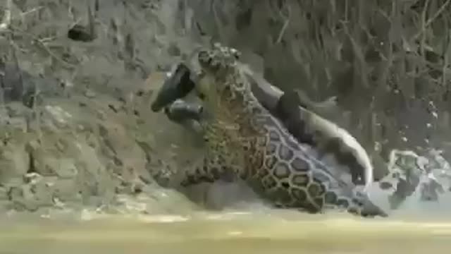 Leopard vs crocodile