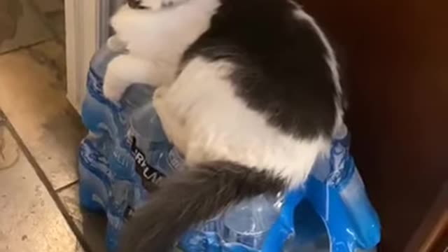 funny cat videos funny cat videos 2021