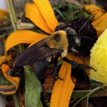 My NEW love is a Carpenter Bee 🐝 MEET J.B!