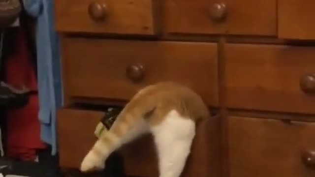 Cat stuck in a drawer cabinet😂