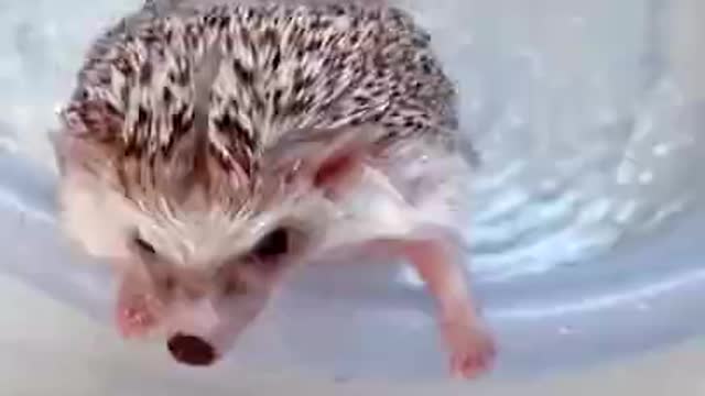 hedgehog washing💙💦🦔#Shorts
