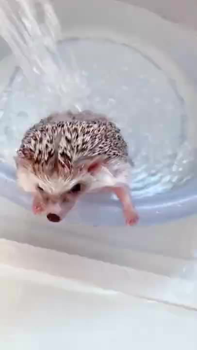 hedgehog washing💙💦🦔#Shorts
