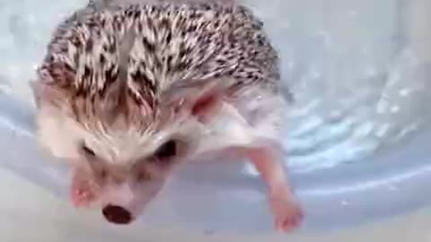 hedgehog washing💙💦🦔#Shorts