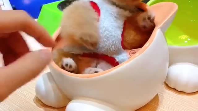 A lovely dog