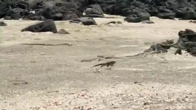 Marshawn Lynch HILARIOUS Narration OF Planet Earth's Iguana VS Snakes