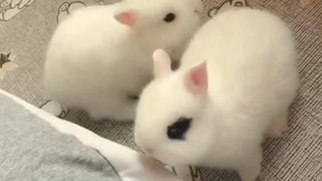 rabbit video