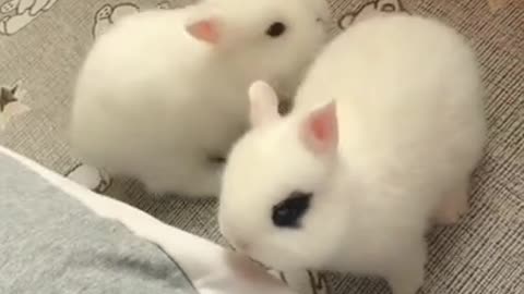 rabbit video