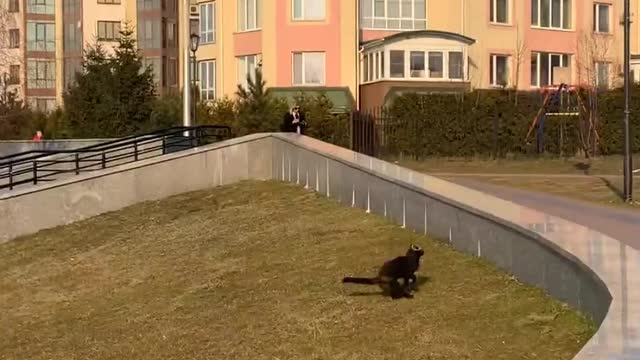 Seagull Poops on Curious Cat