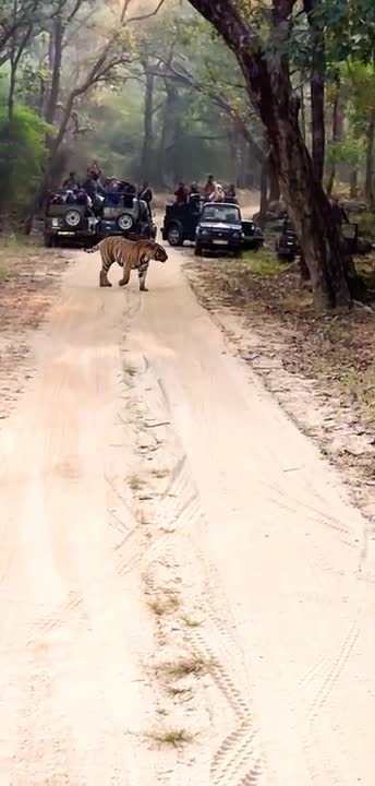 🐅#shorts#status#india#viral #trending#nature#wildlife#safari#love#youtube#trend#wild#subscribe#video