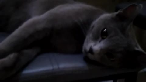 Grey sleepy mood