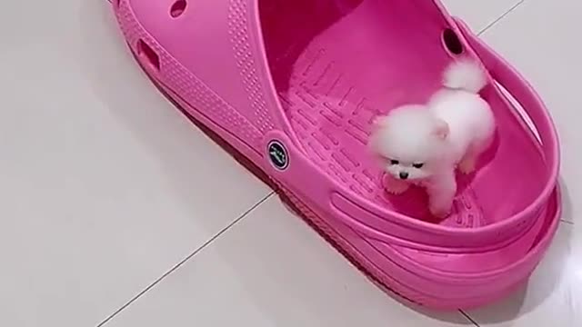 Tiniest little ball of fur