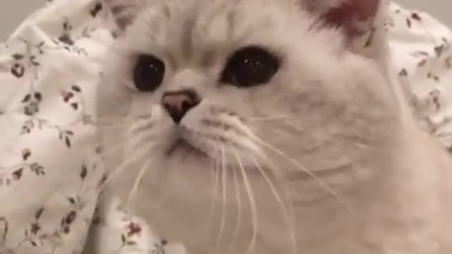 Cat tries to meow while shaking head