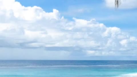 White sand beach and palm trees