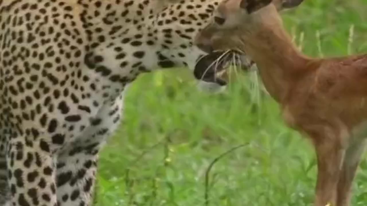 Leopard Grabs Little Deer By Scuff Of Neck With His Teeth & Dragged It Up A Tree To Save It From Death