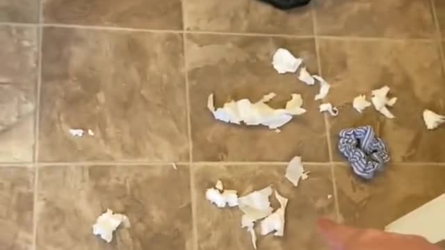 Guilty Husky Tries To Blame Other Dog!