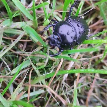 Dor Beetle Being used a Taxi for Mites