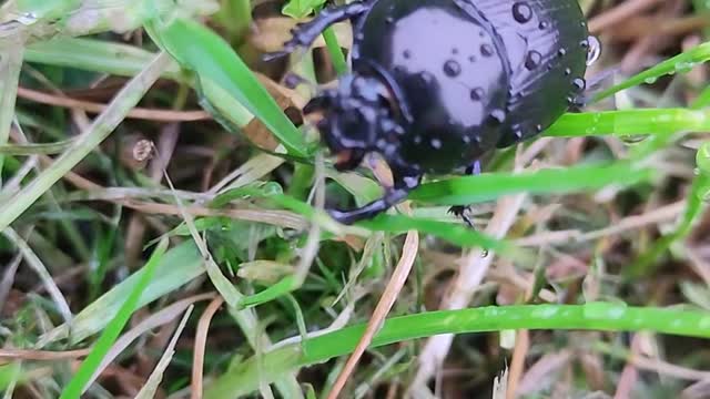 Dor Beetle Being used a Taxi for Mites