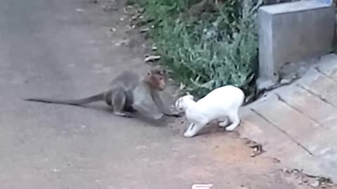 Cat attacked by monkey