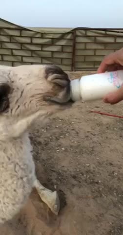 Sitting on the little camel (male)